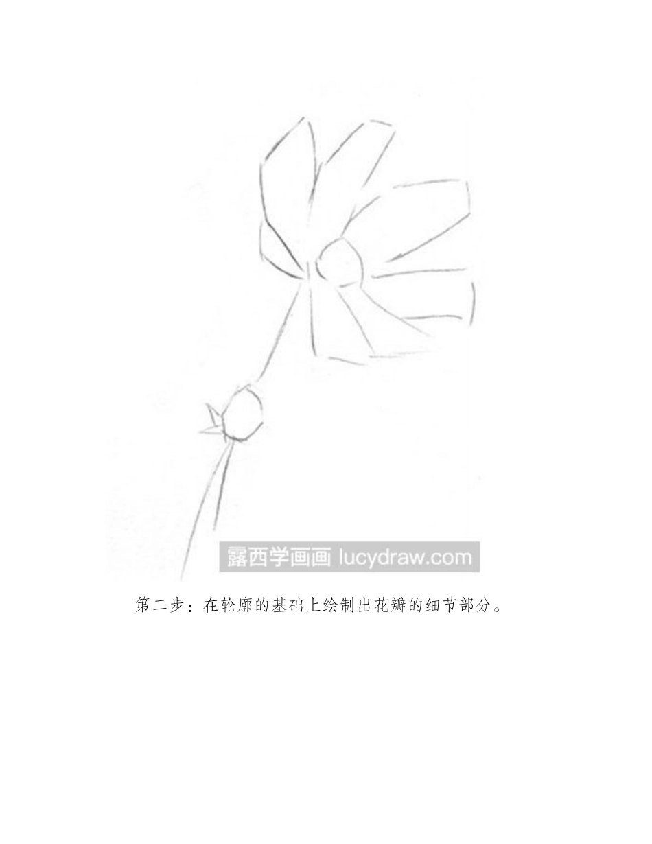 素描静物教程：波斯菊素描教程_第2页