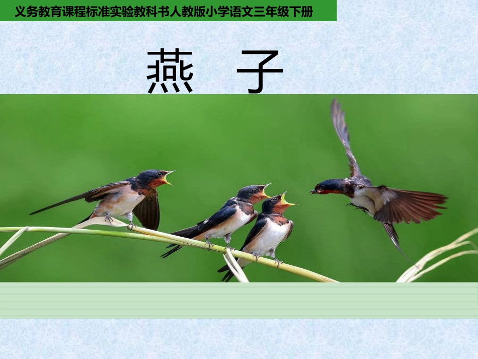《燕子》课件_第2页