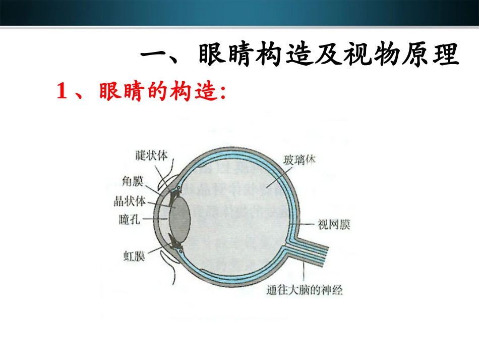 《眼睛和眼镜》学习要点_第3页