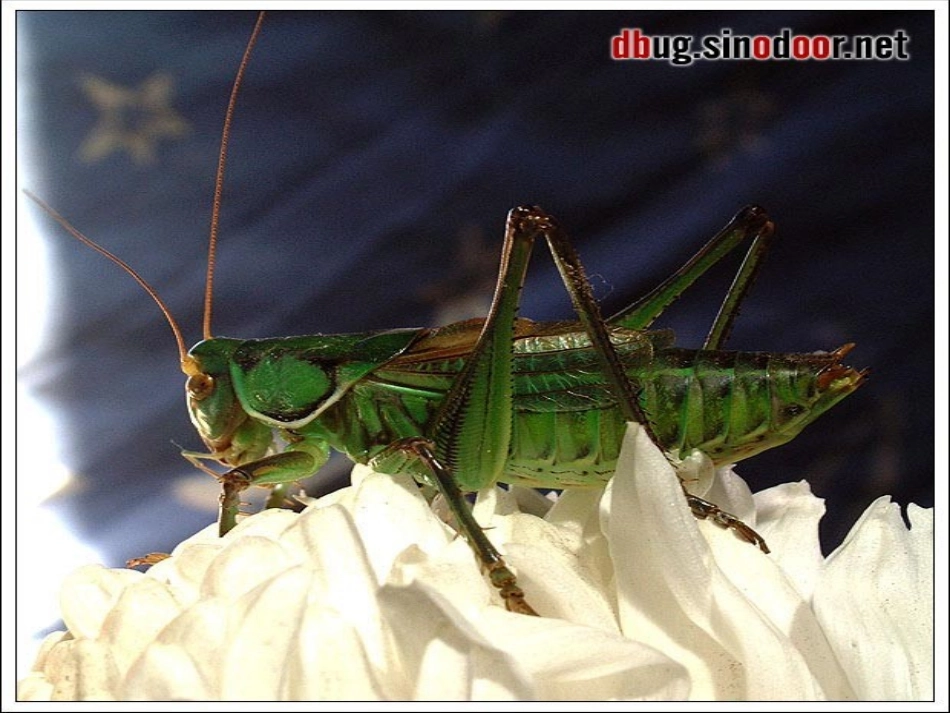 法布尔《绿色蝈蝈》课件_第2页