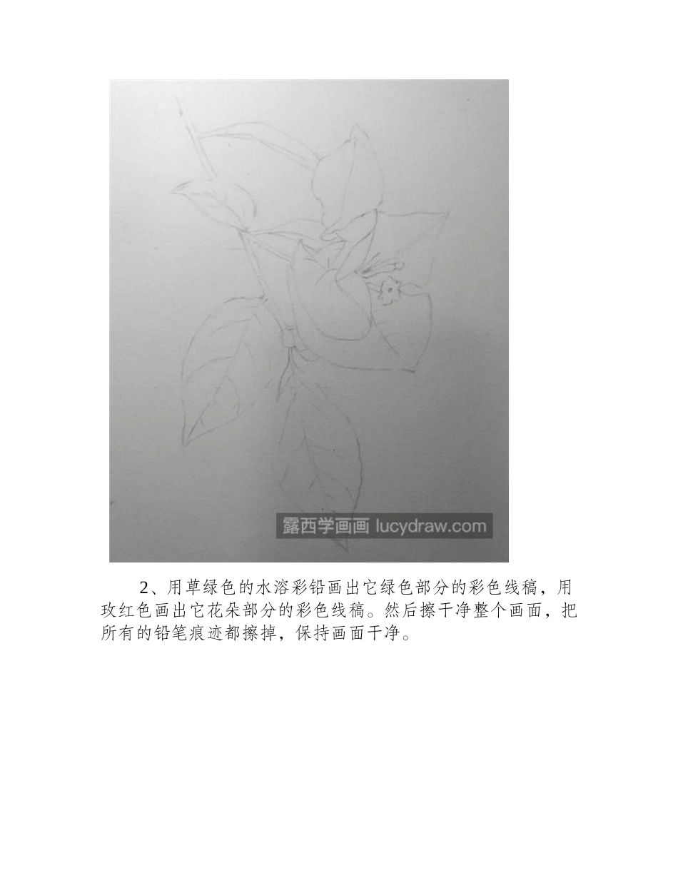 三角梅怎么画_详细的水彩画步骤有哪些_水彩画教程_第2页