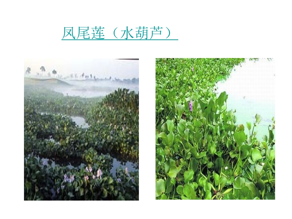 《生物入侵者》PPT课件_第2页