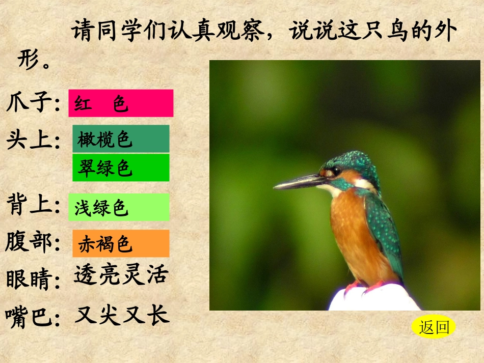 翠鸟课件 (2)_第3页
