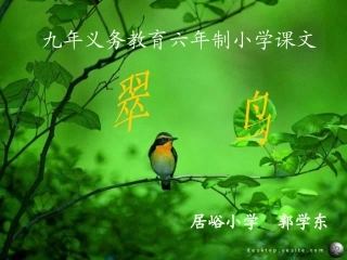 翠鸟课件 (2)