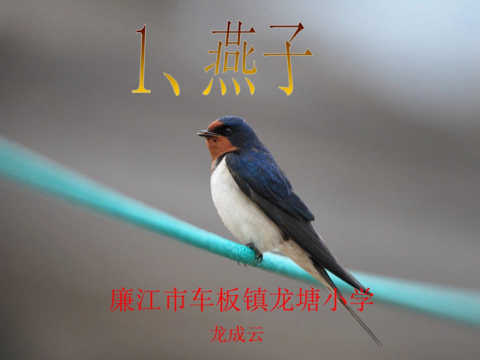 三年级 燕子教学设计_第1页