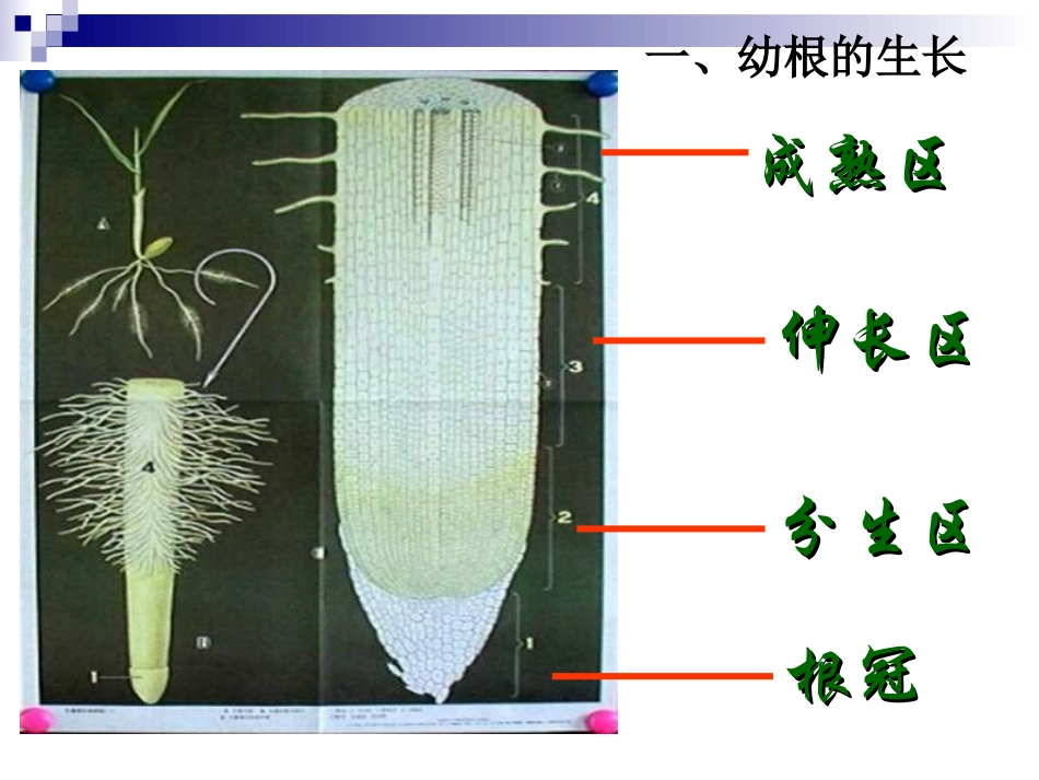 植株的生长1_第2页