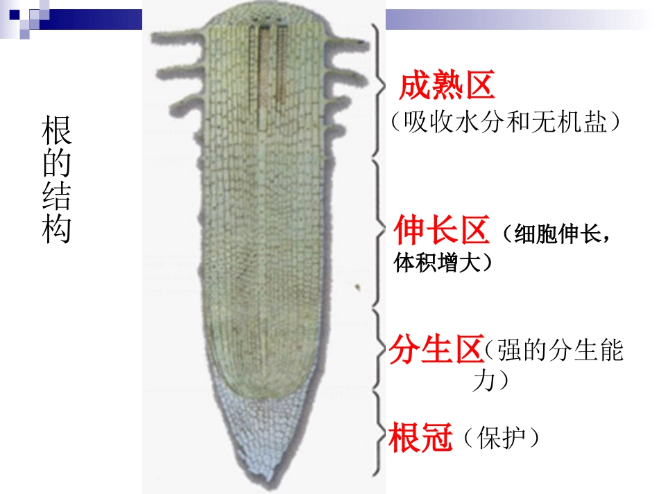 植株的生长1_第3页