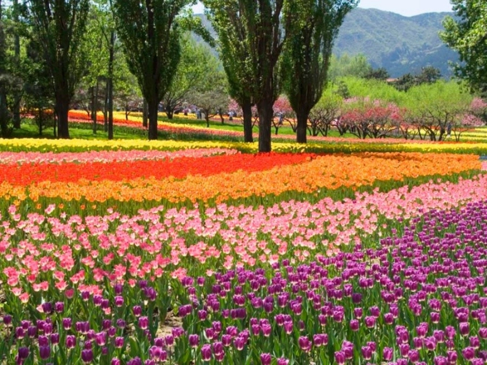 湘美版小学美术四年级花团锦簇_第3页