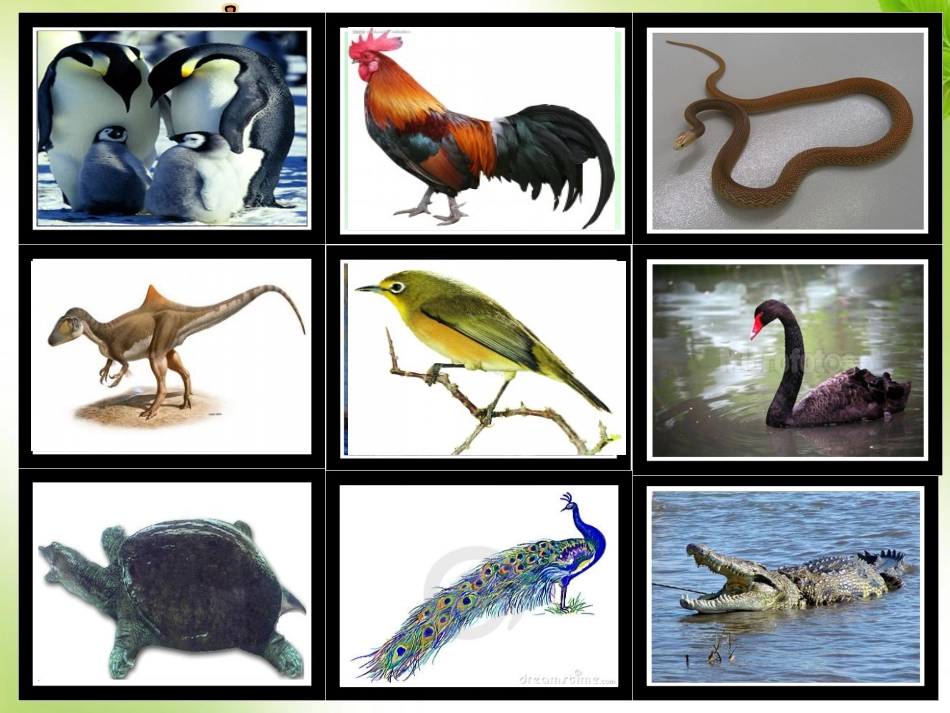 3.-出壳了-课件-(1)_第3页