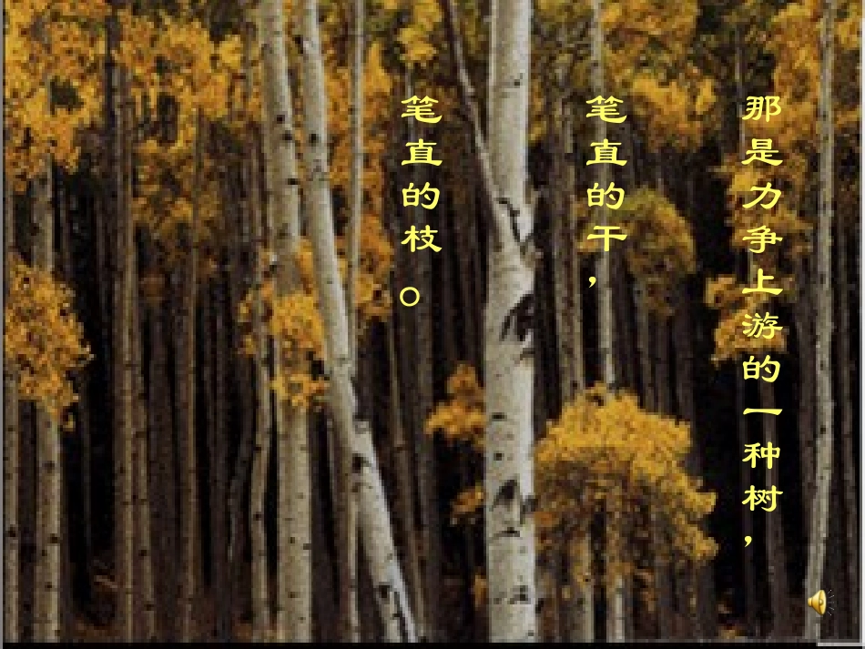 白杨礼赞课件_第3页