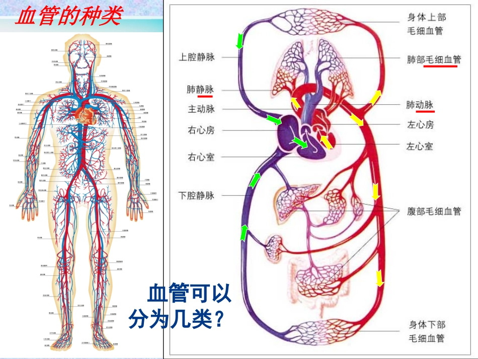 上课用：《血液循环》第一课时_第3页