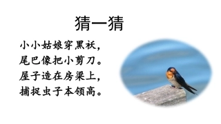 燕子第一课时课件