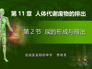 尿的形成和排出课件（曹继素）