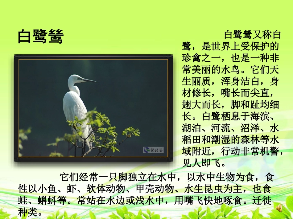 最后一只白鹭鸶_第2页