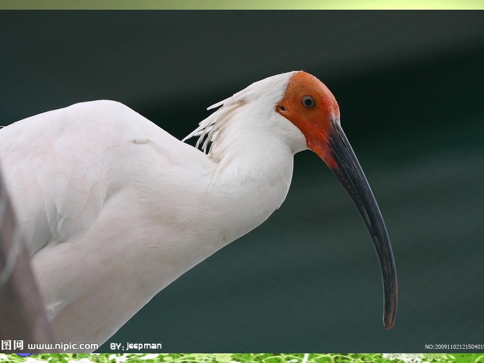 四年级语文上课件-朱鹮飞回来了北师大版_第2页