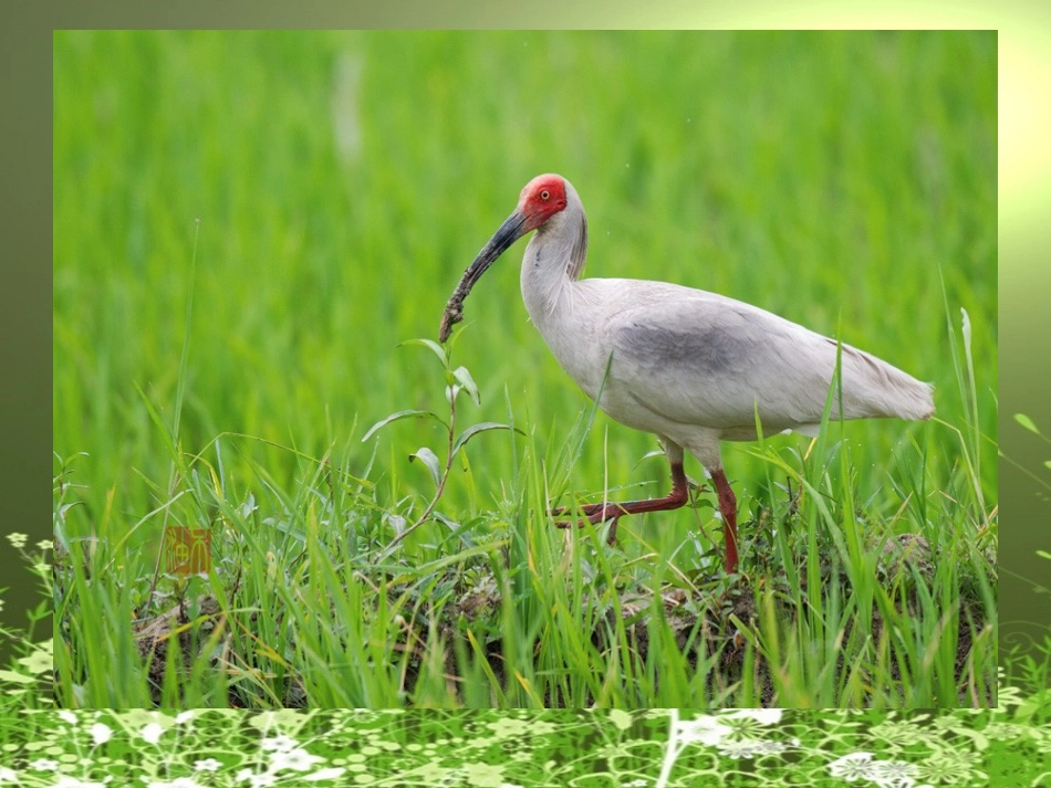 四年级语文上课件-朱鹮飞回来了北师大版_第3页