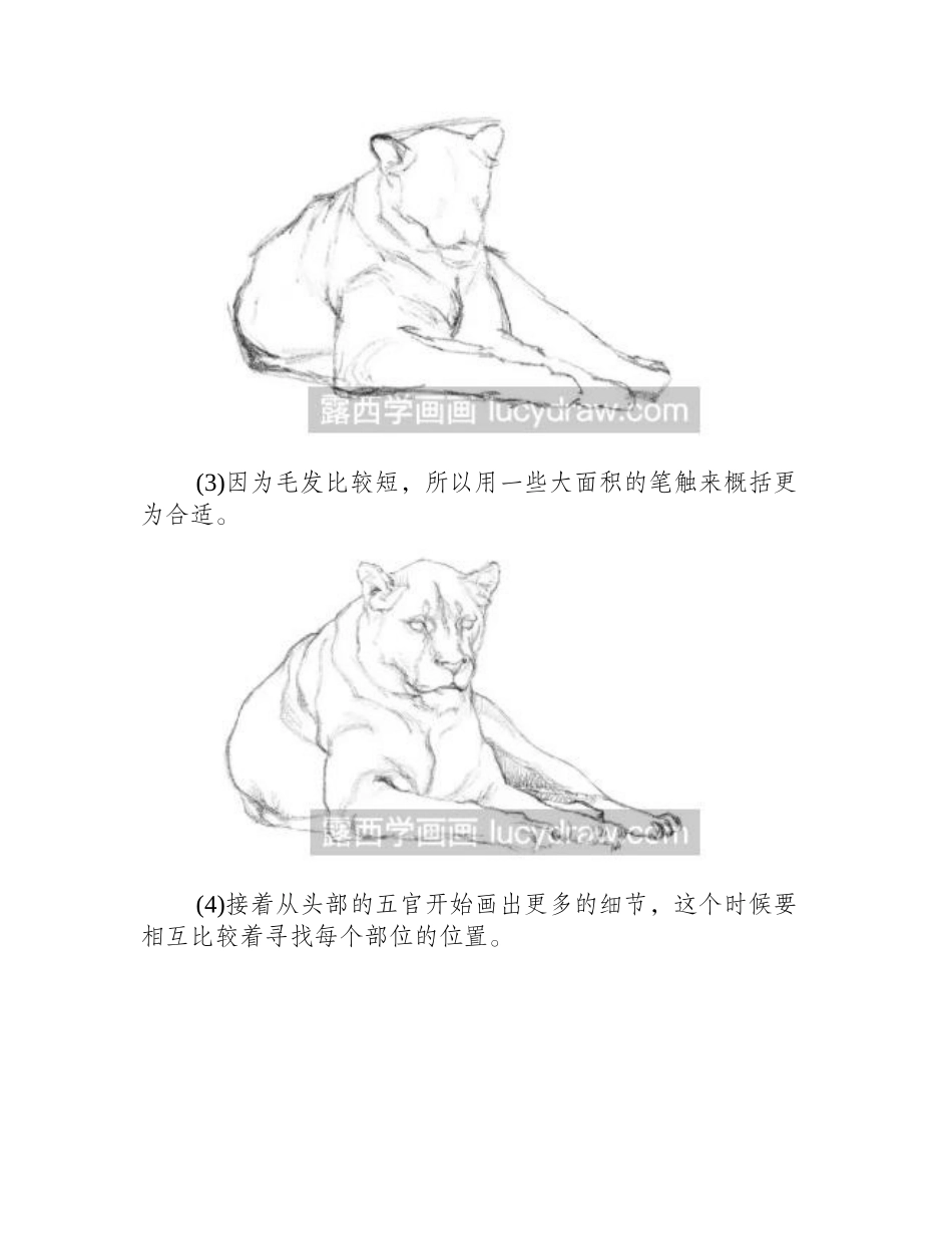 素描狮子的画法素描教程_第2页