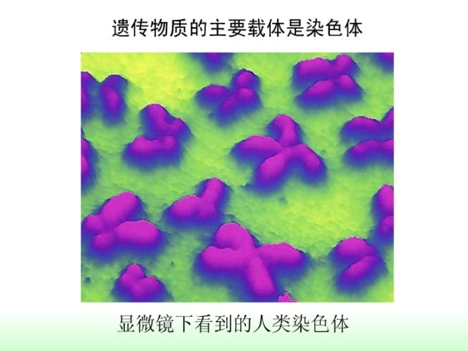 性状遗传的物质基础_第3页