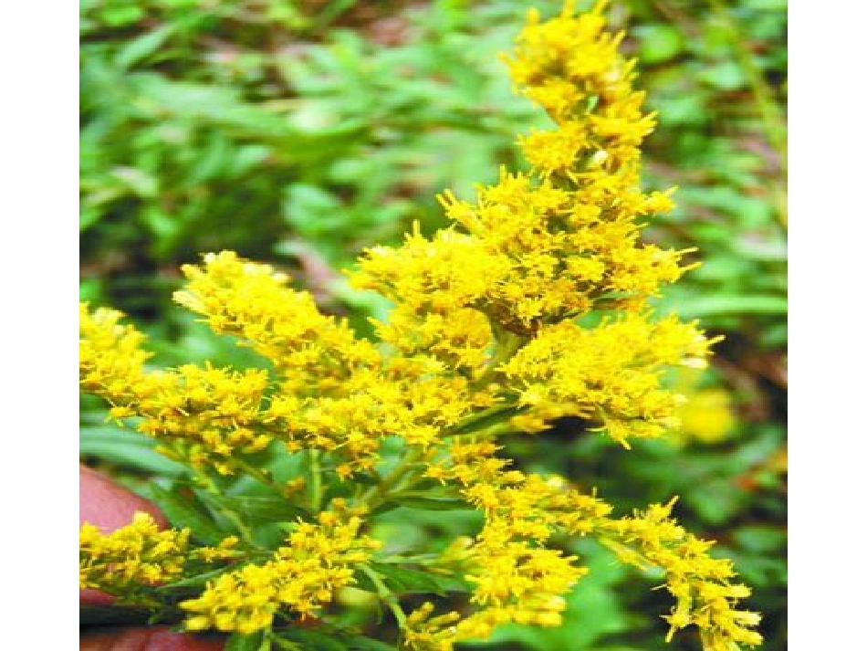 主要自然灾害及其分布之生物灾害_第3页