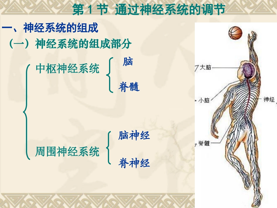 通过神经系统的调节(1)_第3页