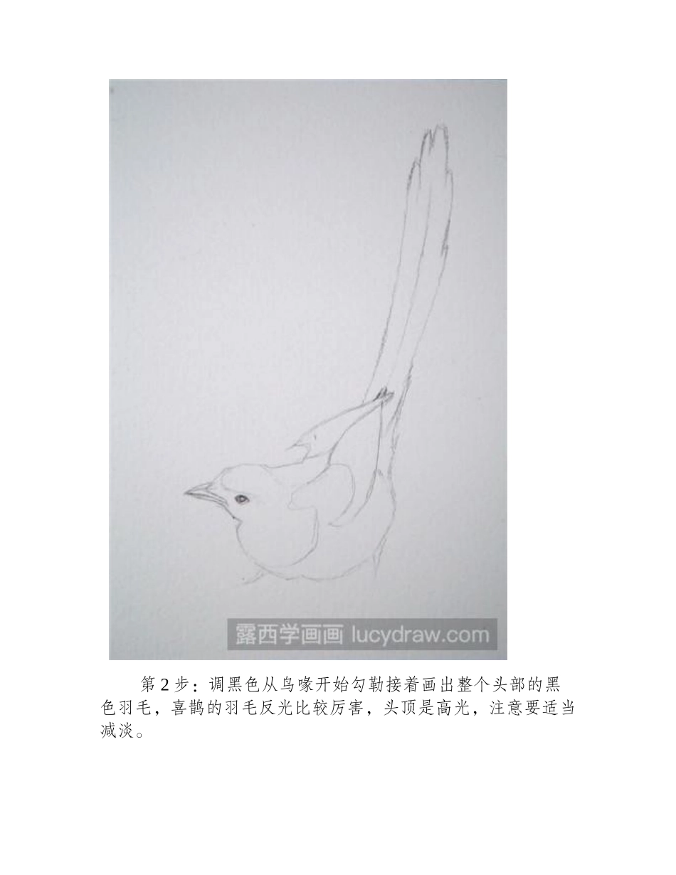 水彩喜鹊教程水彩画教程_第2页