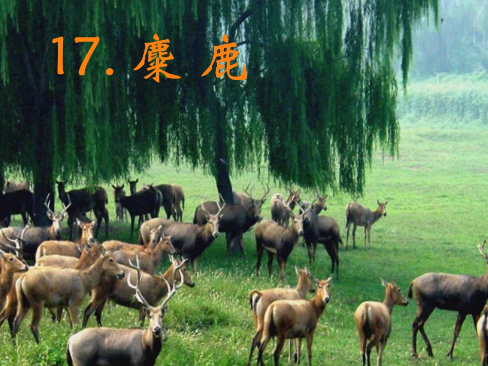 《麋鹿》课件4_第1页