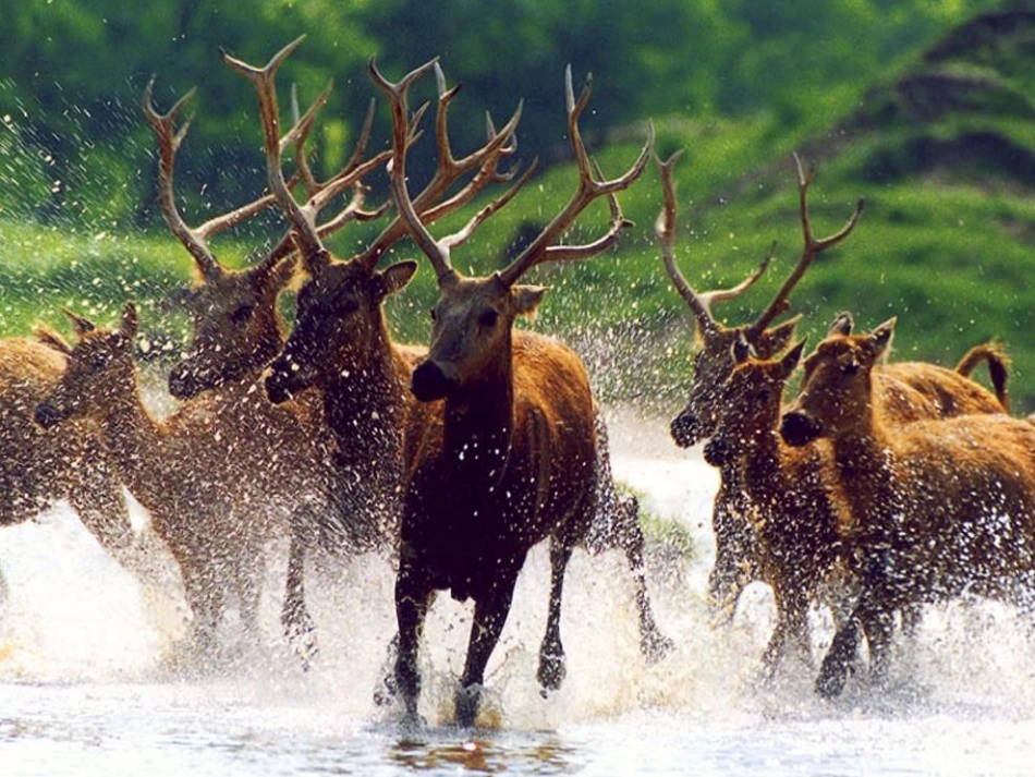 《麋鹿》课件4_第3页