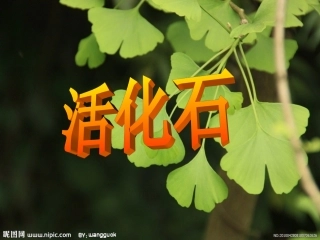 人教版小学语文课件《活化石》
