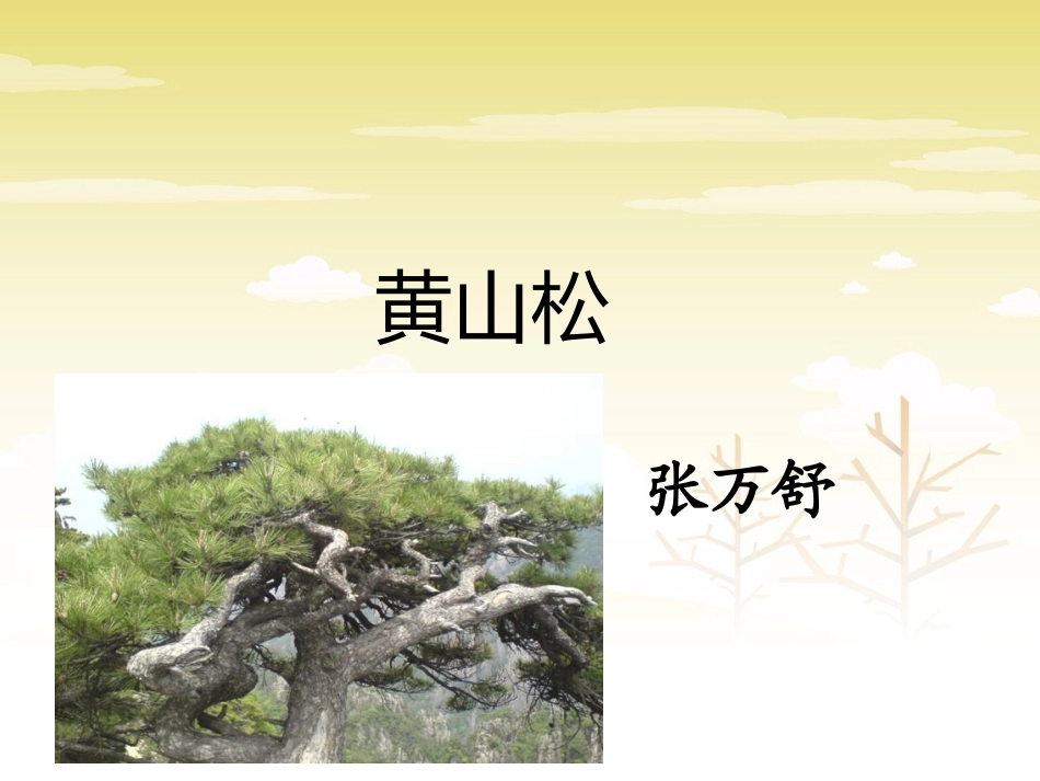 《黄山松》课件1_第2页