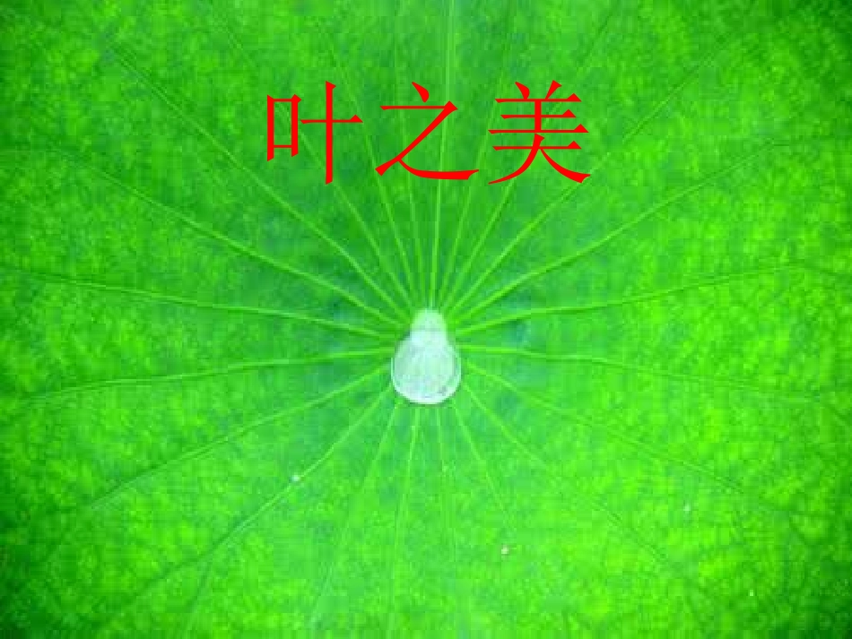 专题---叶_第3页