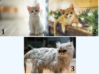 (部编)初中语文人教2011课标版七年级上册郑振铎《猫》课件-(3)