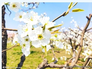 (部编)初中语文人教2011课标版七年级下册《驿路》梨花第一课时PPT