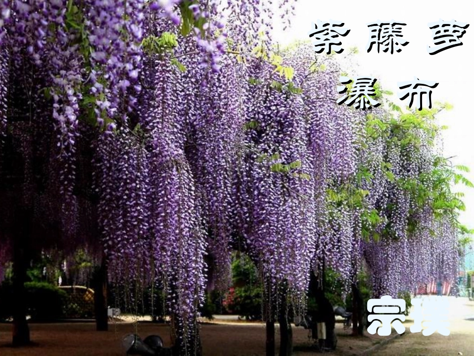 150紫藤萝瀑布_第1页