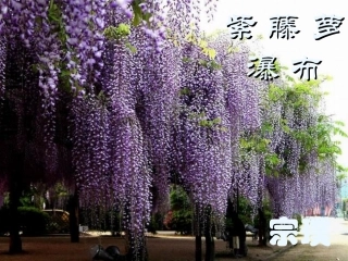 150紫藤萝瀑布
