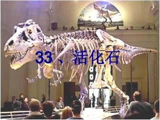 33《活化石》