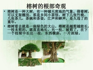 榕树下的风景