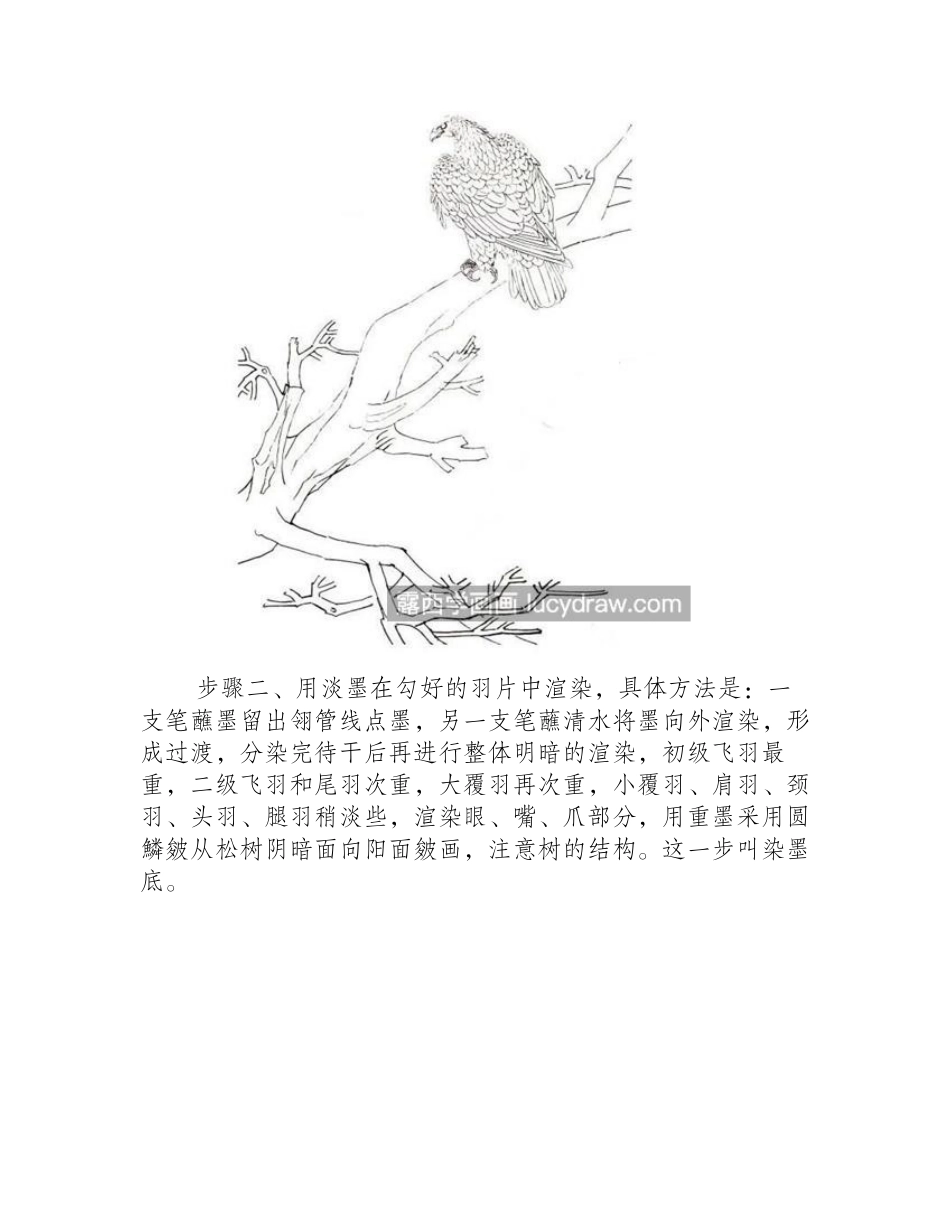 如何画白肩雕_有哪些工笔绘画步骤_工笔画教程_第2页