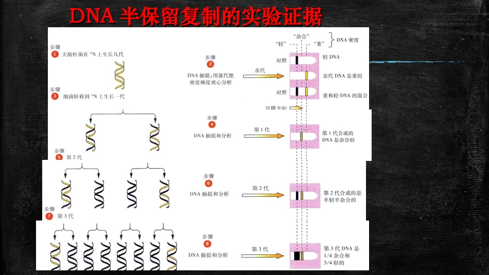 3.3DNA分子复制_第3页