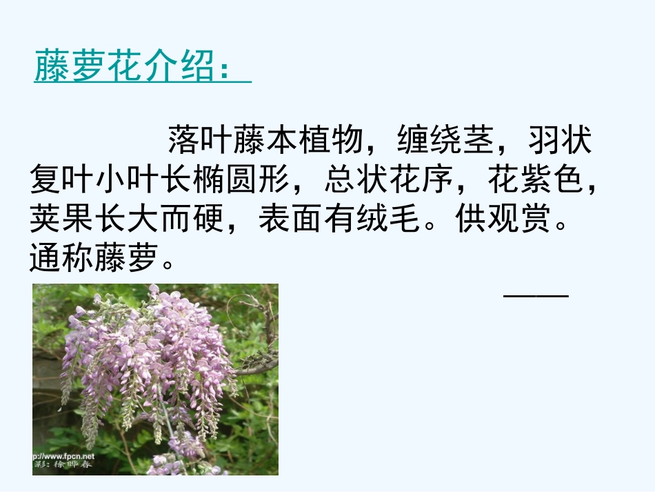 (部编)初中语文人教2011课标版七年级下册紫藤萝瀑布-第二课时-课件_第3页