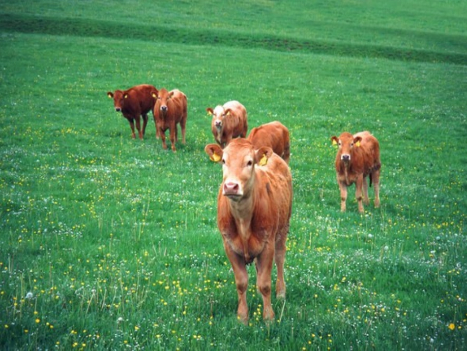 世界主要农业地域类型_第2页