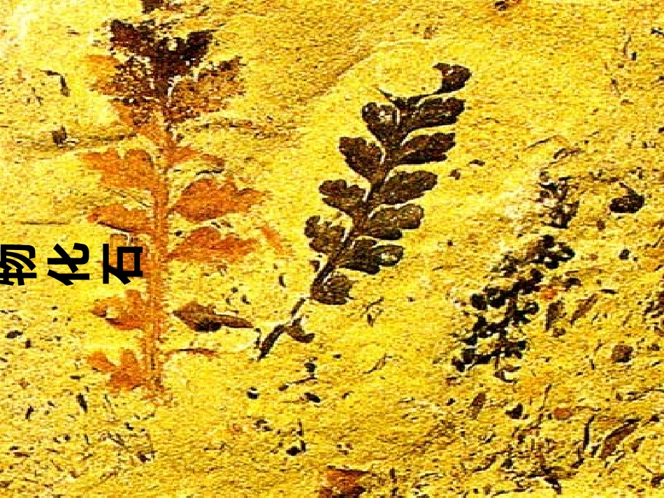化石吟课件.pptyongde_第2页