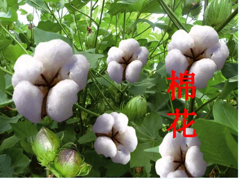 (部编)人教语文2011课标版一年级下册《棉花姑娘》-(6)_第2页