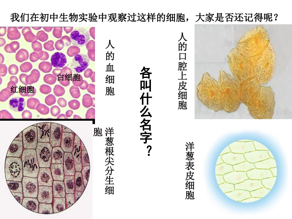 第2节细胞的多样性和统一性(2)._第1页