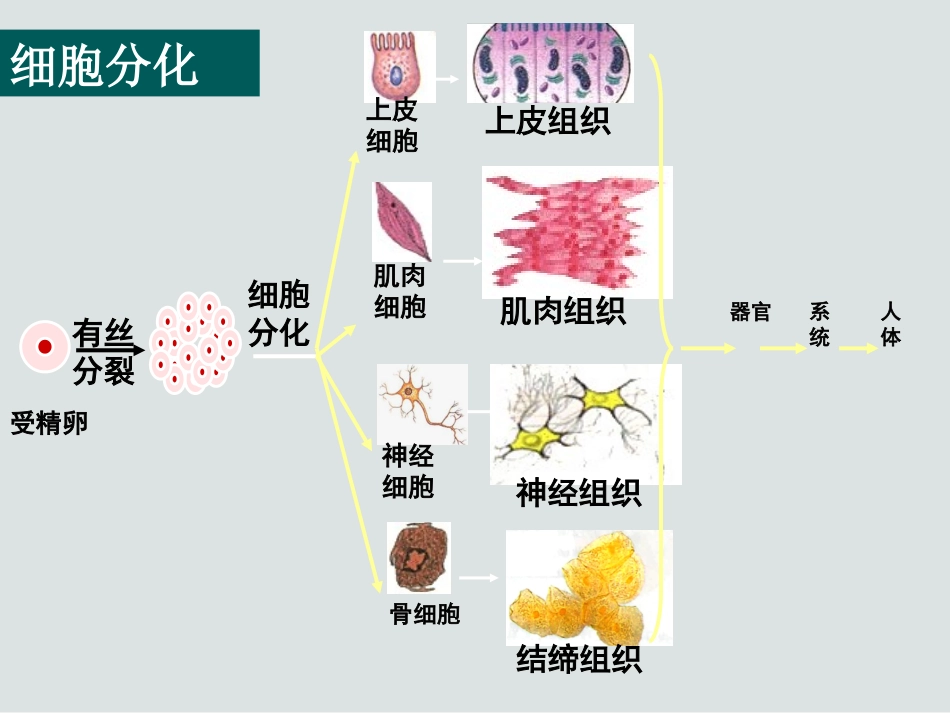 选修三2.1.1植物细胞工程的技术_第3页