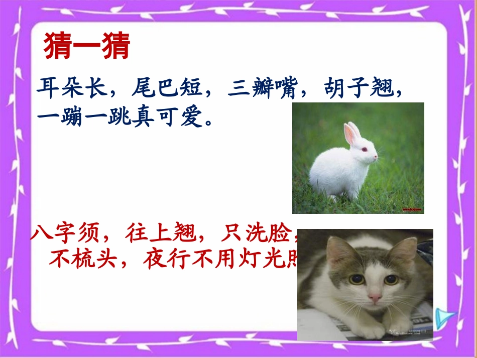 “可爱的动物课件_第2页