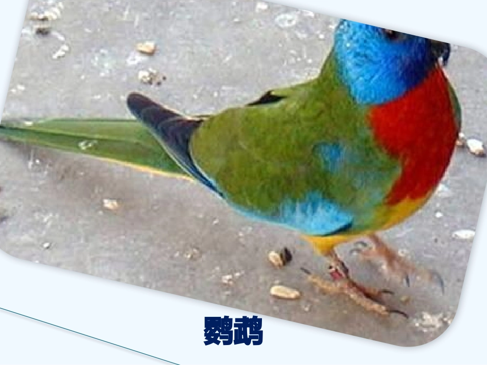 (部编)初中语文人教2011课标版七年级上册鸟课件-(3)_第2页