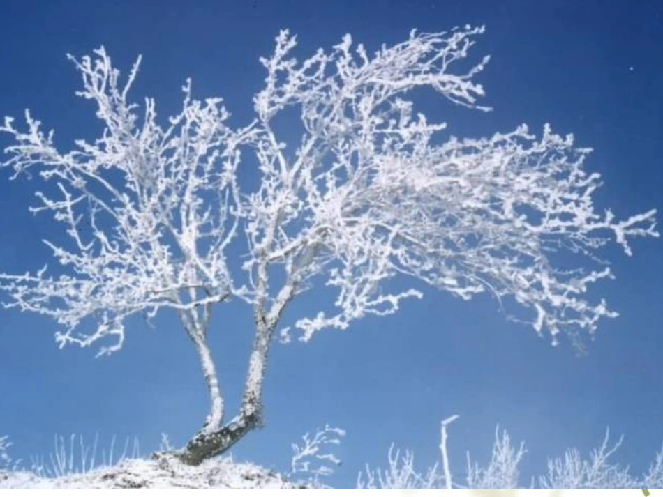 137雾凇课件_第2页