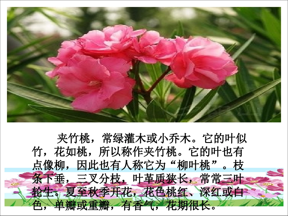 西师大版小学四年级上册语文第13课《夹竹桃》课件PPT_第2页