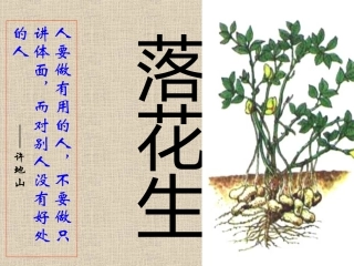 第十五课落花生PPT课件