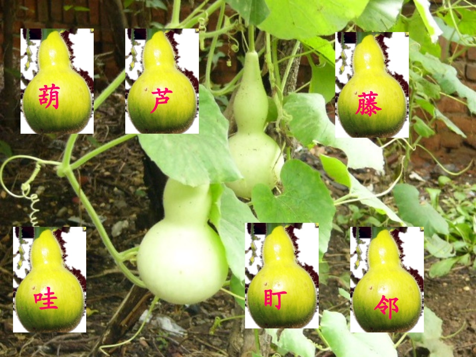 14我要的是葫芦_第2页